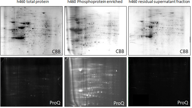 Example of PhosPro Technology for phosphoprotein enrichment