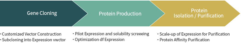 Recombinant Protein