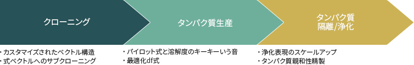 組み換えタンパク質サービス