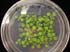 gir111325