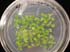 gir111652
