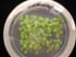 gir111918