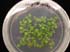 gir111937