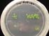 gir111942