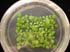 gir112560