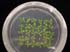 gir112751