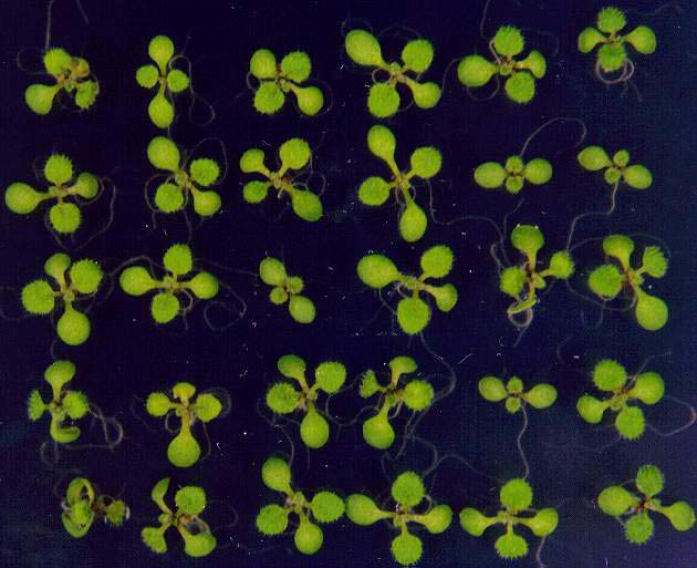 GIR103012