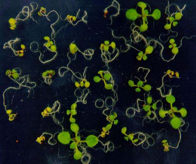 GIR103303