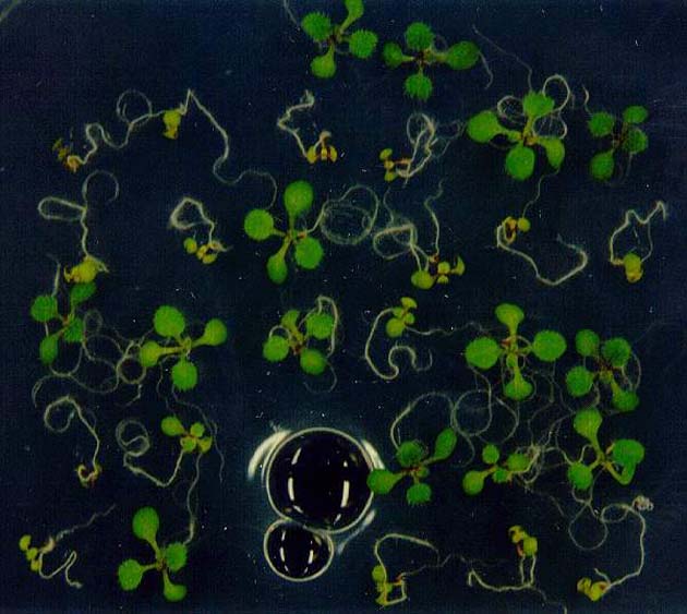 GIR103454
