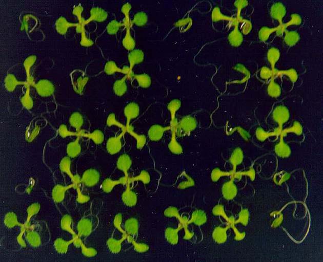 GIR103802