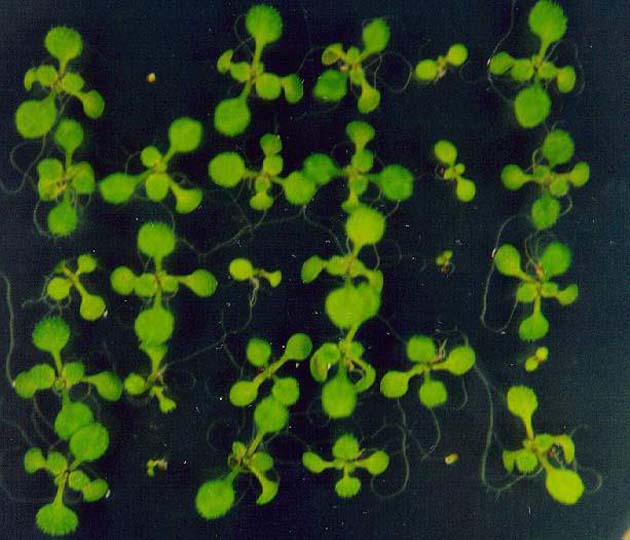 GIR104065
