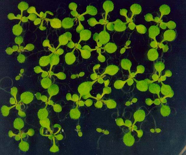 GIR104079