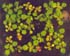 GIR102544
