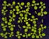 GIR102928