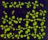 GIR102936