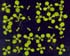 GIR102942