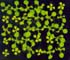 GIR103132