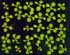 GIR103148
