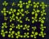 GIR103258