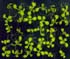 GIR103275