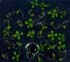 GIR103454
