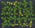 GIR104416