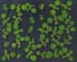 GIR104419