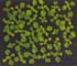 GIR104664