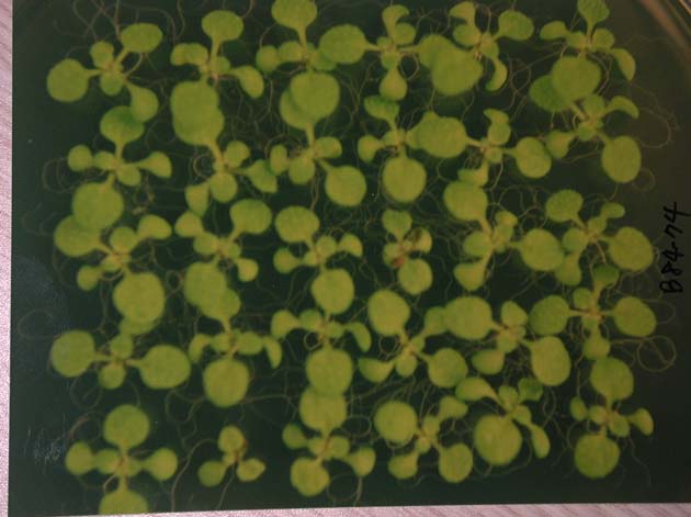 GIR108474