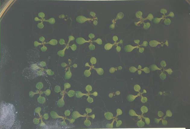 GIR108710