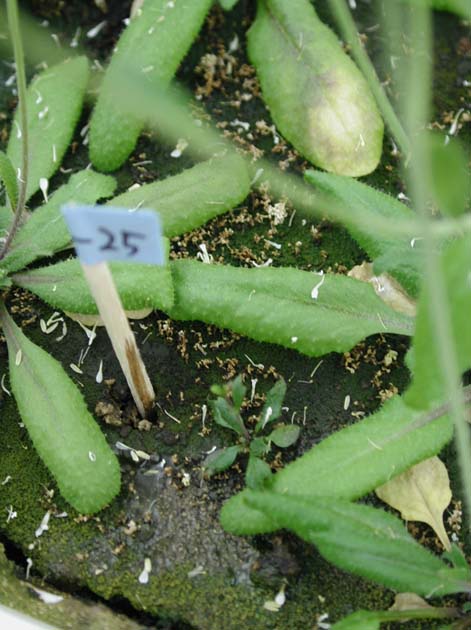 GIR110825