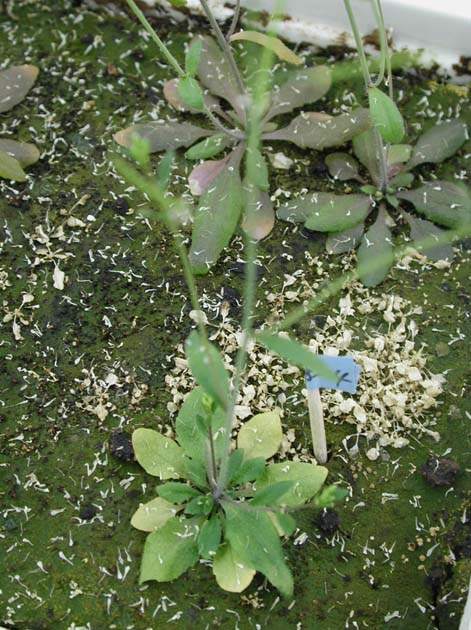 GIR110834