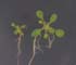 GIR100612