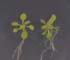 GIR100669