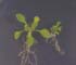 GIR100676