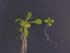 GIR100722