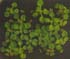 GIR104907