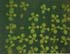 GIR108580