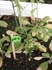 GIR110806