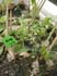 GIR110810